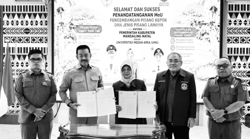 Realisasi Pengembangan Pisang Kepok di Madina Masuk Tahap Awal