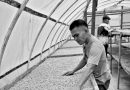 Menguji Manfaat Sertifikasi Kopi Mandailing