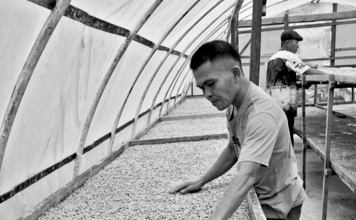 Menguji Manfaat Sertifikasi Kopi Mandailing