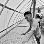 Menguji Manfaat Sertifikasi Kopi Mandailing