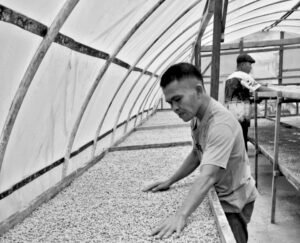 Menguji Manfaat Sertifikasi Kopi Mandailing